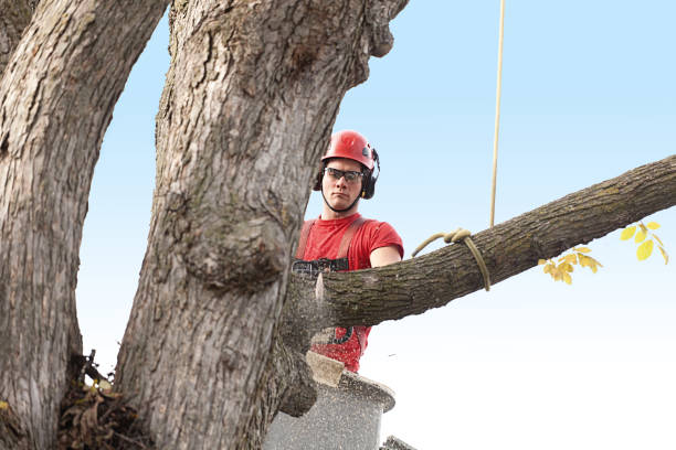 Leaf Removal in Mabscott, WV